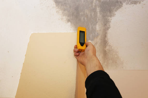 Best Mold Odor Removal Services  in Ironwood, MI