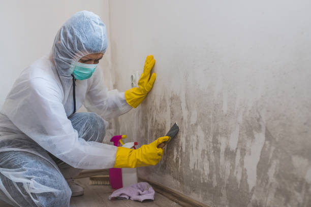 Best Air Quality Testing for Mold Spores  in Ironwood, MI