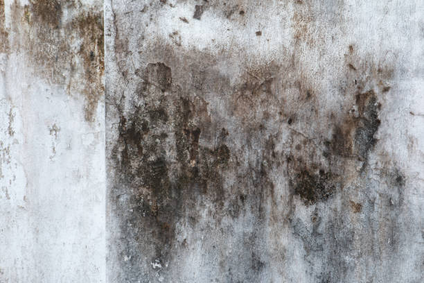Best Mold Documentation for Insurance Claims  in Ironwood, MI