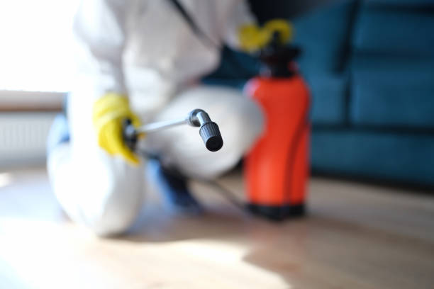 Mold Odor Removal Services in Ironwood, MI