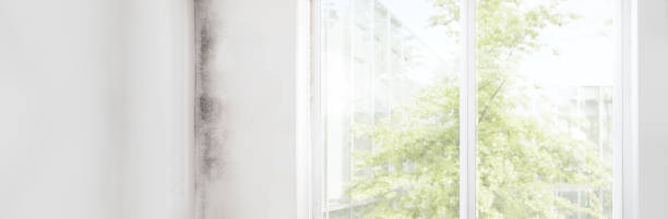 Best Forensic Mold Investigation  in Ironwood, MI